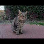 夕方、公園のジョギングコースで人懐っこい猫と出会った(YouTube)