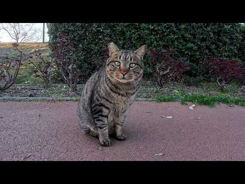 夕方、公園のジョギングコースで人懐っこい猫と出会った(YouTube)