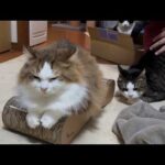 爪切りの回数が減ると噂の爪研ぎを試してみた猫(YouTube)