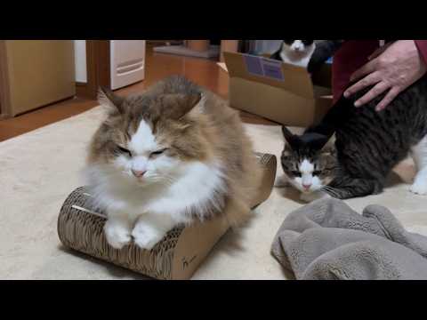爪切りの回数が減ると噂の爪研ぎを試してみた猫(YouTube)