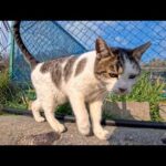 塀の上にいた島の猫ちゃん、人が居るのに気づいたらすぐに挨拶してきてカワイイ(YouTube)