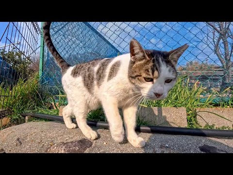 塀の上にいた島の猫ちゃん、人が居るのに気づいたらすぐに挨拶してきてカワイイ(YouTube)