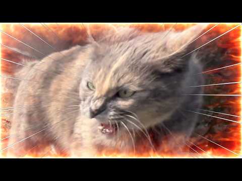 いじめられっ子が怒ったらこんなに怖かった(YouTube)