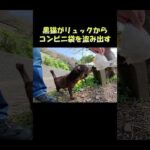 黒猫がリュックからコンビニ袋を盗み出す #猫 #ねこ #cat(YouTube)