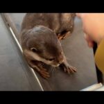 庭に鳥さんが遊びに来るようになった Birds have started visiting our garden(YouTube)