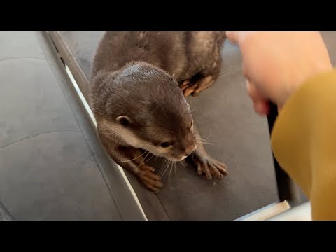 庭に鳥さんが遊びに来るようになった Birds have started visiting our garden(YouTube)