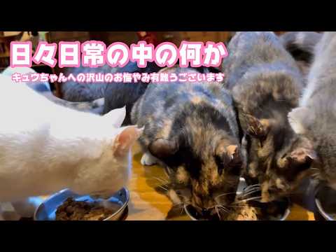 キュウちゃんへのお悔やみ有難うございます  今日からまた日々日常です  2026 03 08 1(YouTube)