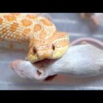 かわいいくせに色々とヤバすぎる蛇(YouTube)