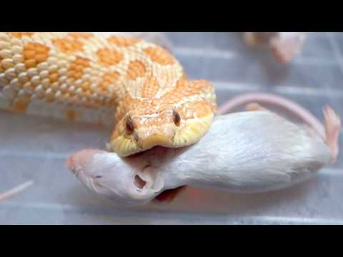 かわいいくせに色々とヤバすぎる蛇(YouTube)