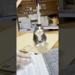 そっちかーい(YouTube)