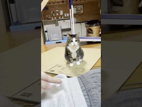 そっちかーい(YouTube)