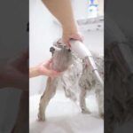 お風呂のとき毎回こんな顔してる #シュナウザー(YouTube)