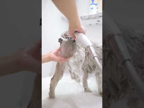 お風呂のとき毎回こんな顔してる #シュナウザー(YouTube)