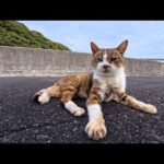小さな島に掛かる車は入れない橋の上がまあまあの猫スポットだった(YouTube)