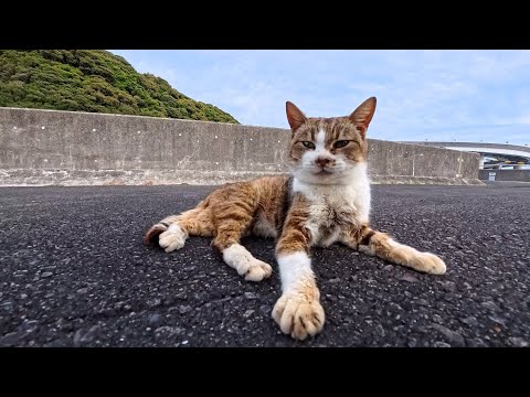 小さな島に掛かる車は入れない橋の上がまあまあの猫スポットだった(YouTube)