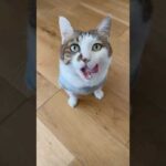 ペロペロ👅ぴちゃぴちゃ😽うまうま🎶 #お昼ごはん #cats(YouTube)