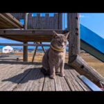 子供たちが学校の間…島の公園の滑り台は猫たちの遊び場になっていました(YouTube)