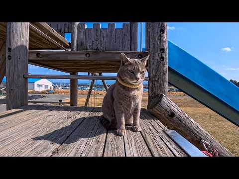 子供たちが学校の間…島の公園の滑り台は猫たちの遊び場になっていました(YouTube)