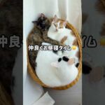 仲良くお昼寝タイムの猫たち #shorts(YouTube)