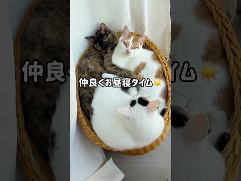 仲良くお昼寝タイムの猫たち #shorts(YouTube)