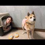 ジョン君がまたやらかしたらママがおかしくなりました(YouTube)