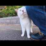 海辺の公園のよく喋る猫ちゃん、撫でるとゴロゴロ言ってカワイイ(YouTube)