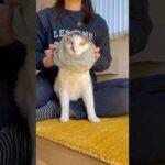 今日のエースお着替え🎀　#cats(YouTube)