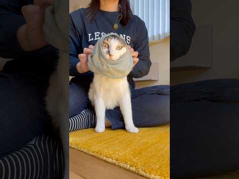 今日のエースお着替え🎀　#cats(YouTube)