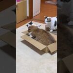 めっちゃ目の前やん(YouTube)