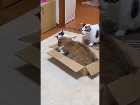 めっちゃ目の前やん(YouTube)