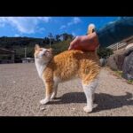 防波堤で寝てた猫…人に気づくとモフられに降りてきたのが可愛すぎた(YouTube)