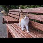 何故か道路沿いに置いてあるベンチに猫が座っていたのでバイクを停めてナデナデしてきた(YouTube)
