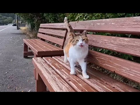 何故か道路沿いに置いてあるベンチに猫が座っていたのでバイクを停めてナデナデしてきた(YouTube)