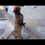路地裏で出会ったサビ猫、伸び上がって撫でてアピール…可愛すぎて心が溶けた瞬間(YouTube)