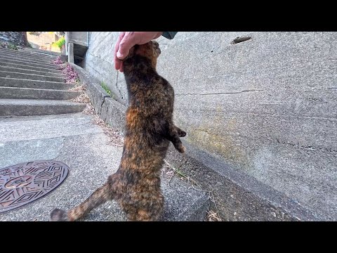 路地裏で出会ったサビ猫、伸び上がって撫でてアピール…可愛すぎて心が溶けた瞬間(YouTube)