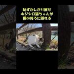 恥ずかしがり屋なキジシロ猫ちゃんが柵の後ろに隠れる #猫 #ねこ #cat(YouTube)