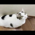 夕飯の支度をするお母さんと散歩に行きたい猫(YouTube)