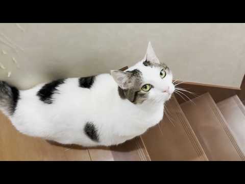 夕飯の支度をするお母さんと散歩に行きたい猫(YouTube)