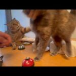 特訓中に起きた悲劇(YouTube)