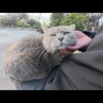 一度ひざの上を確保すると、絶対に動こうとしないトトロ猫ちゃん(YouTube)