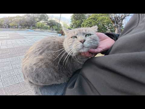 一度ひざの上を確保すると、絶対に動こうとしないトトロ猫ちゃん(YouTube)
