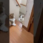 レスポンス良いけど絶対スルーする(YouTube)