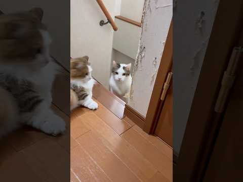 レスポンス良いけど絶対スルーする(YouTube)