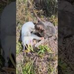 先輩の灰色猫がわんぱくなハチワレ子猫にグルーミングしてあげる #猫 #ねこ #cat(YouTube)