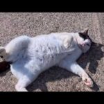 海沿いの道を歩いていたら猫がついてきた…一緒に散歩することになった癒しの時間(YouTube)