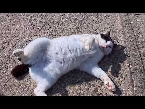 海沿いの道を歩いていたら猫がついてきた…一緒に散歩することになった癒しの時間(YouTube)