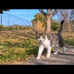 公園で出会った猫ちゃん、気づいたら撫でられに寄ってきてくれた…優しすぎる瞬間🐾(YouTube)