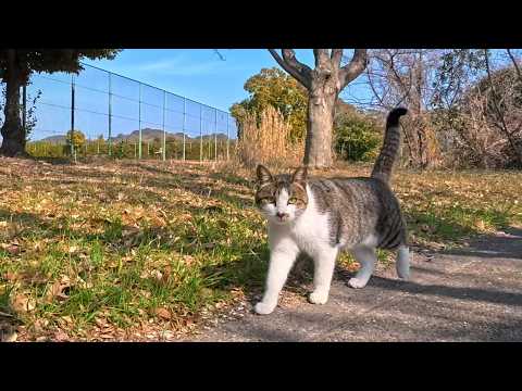 公園で出会った猫ちゃん、気づいたら撫でられに寄ってきてくれた…優しすぎる瞬間🐾(YouTube)