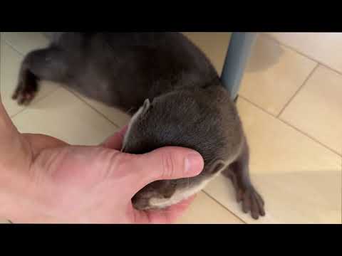 猫にお尻触られ飼い主に撫でられすぎるカワウソ An otter that gets its butt touched by a cat and petted too much by its owner(YouTube)