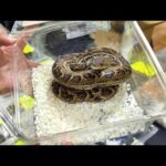 【爬虫類イベント】最近激推しの生体がめちゃくちゃ集まっててヤバすぎた！！！【レプタイルズサークル】(YouTube)